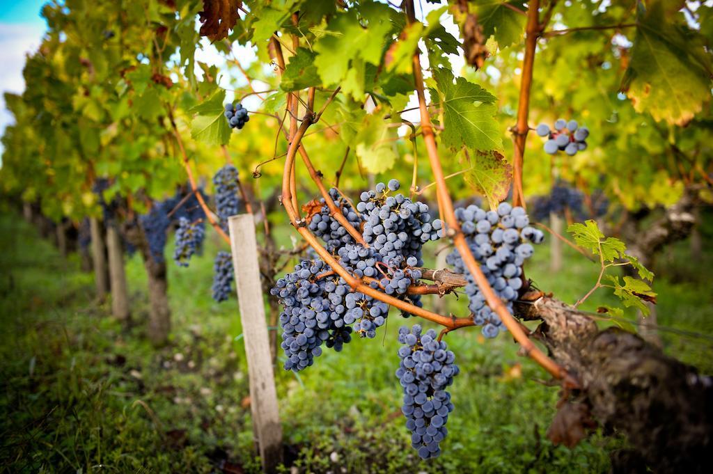 Château Pape Clément Pessac Eksteriør billede